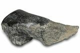 Polished Fossil Dinosaur Bone (Gembone) Section - Wyoming #309391-1